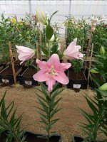 [4216 Companion No01.JPG]